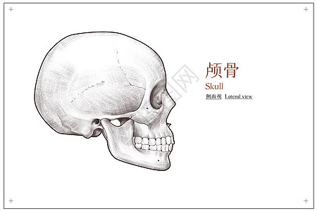 打坐的骷髅头部颅骨侧面观医疗插画插画