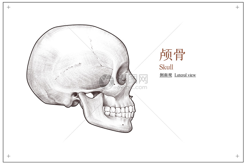 头部颅骨侧面观医疗插画图片