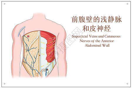 前腹壁的浅静脉和皮神经图片