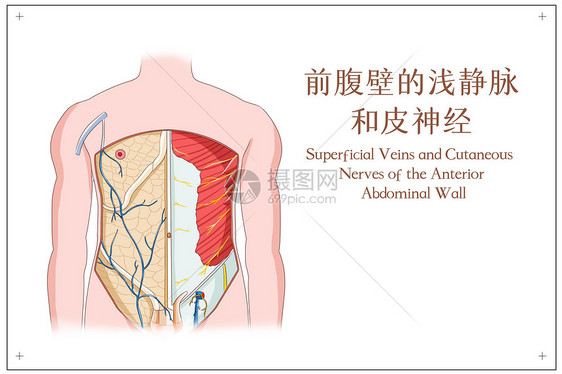 前腹壁的浅静脉和皮神经图片