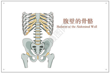 腹壁的骨骼医疗插画图片