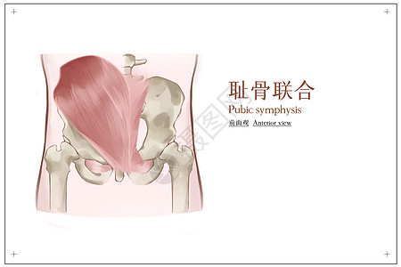 耻骨联合正面观医疗插画高清图片