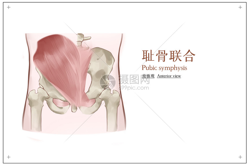 耻骨联合正面观医疗插画图片