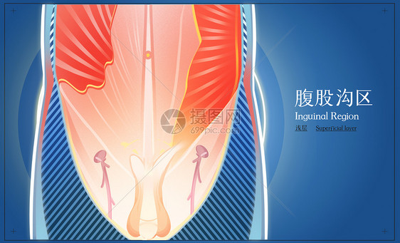 男性腹股沟区浅层医疗插画图片