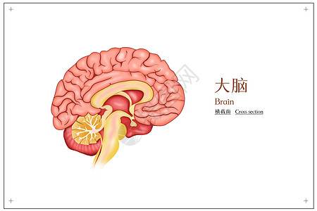 大脑横截面医疗插画高清图片