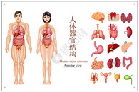 人体器官结构图集插画图片