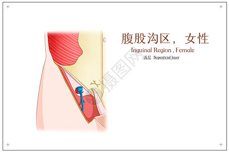 腹股沟区女性浅层医疗插画筋膜高清图片素材