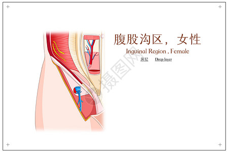 解剖腹股沟区女性深层医疗插画插画