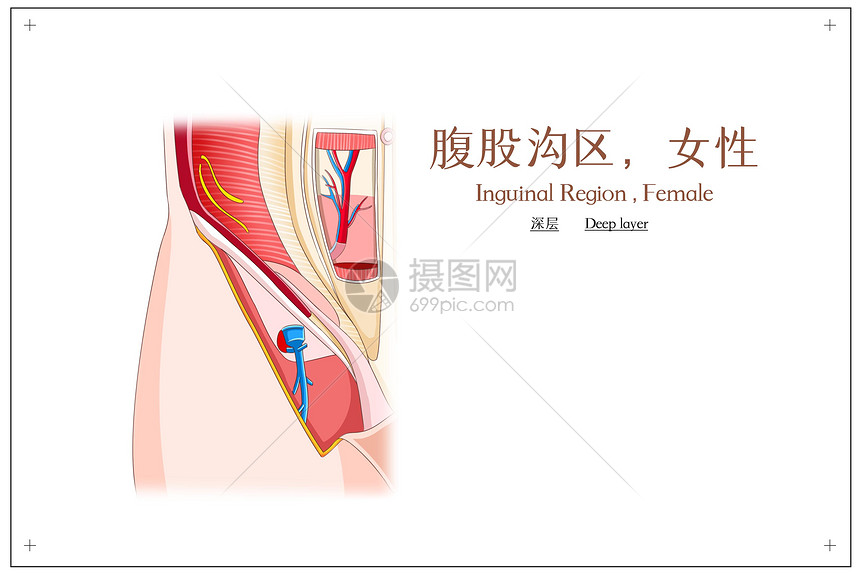 腹股沟区女性深层医疗插画