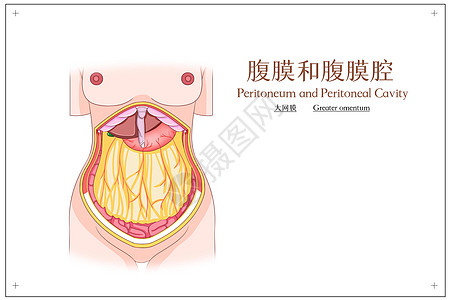 大血管腹膜和腹腔膜大网膜医疗插画插画