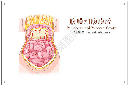 腹膜和腹腔膜大肠和小肠医疗插画背景图片