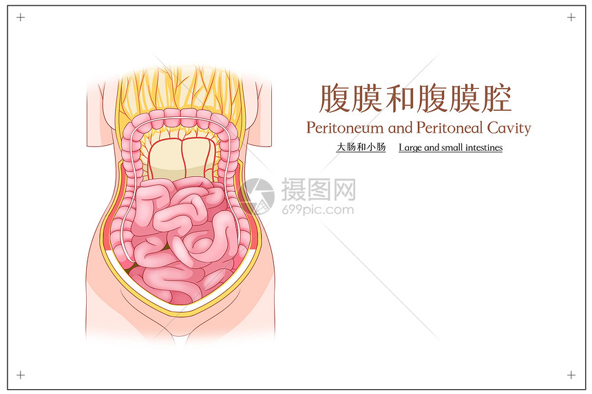 腹膜和腹腔膜大肠和小肠医疗插画图片