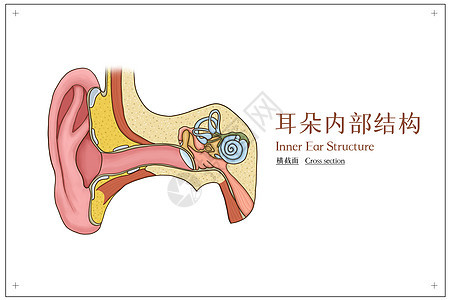 耳朵结构横截面医疗插画图片