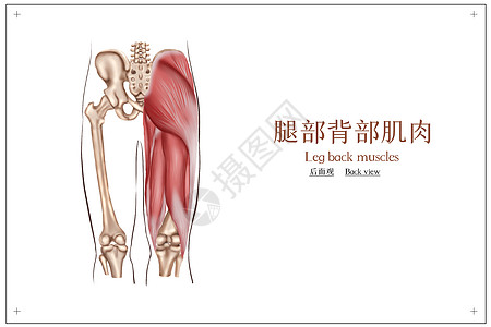 腿部背部肌肉解剖插画高清图片