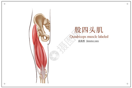 臀部下垂医疗股头肌插画插画