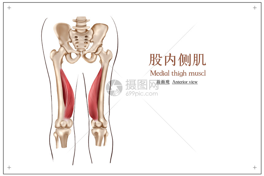 大腿股内侧肌插画图片