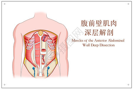 腹前壁肌肉深层解剖图片