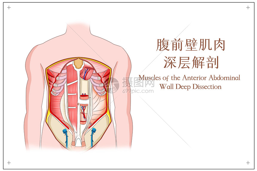 腹前壁肌肉深层解剖图片
