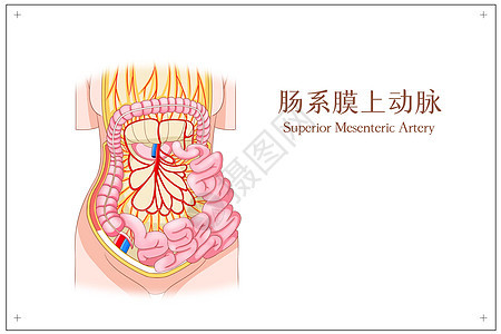 肠系膜上动脉医疗插画图片