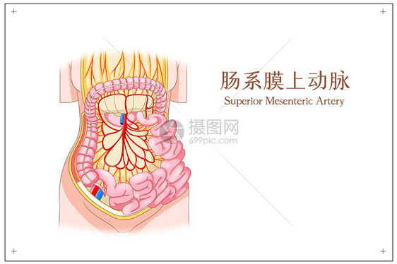 肠系膜上动脉医疗插画图片