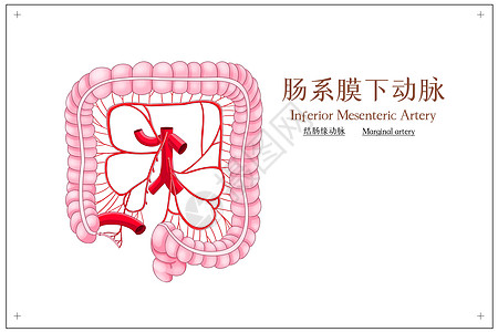 肠系膜下动脉结肠缘动脉医疗插画高清图片