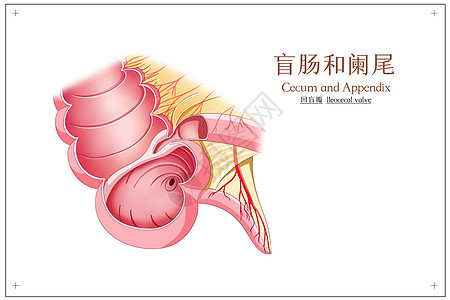 盲肠和阑尾回盲瓣医疗插画图片