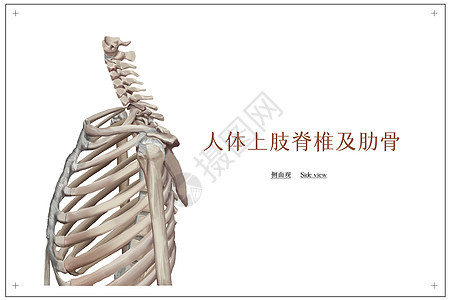 人体上肢脊椎及肋骨侧面观医疗插画图片