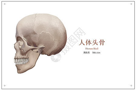 人体头骨医疗插画图片