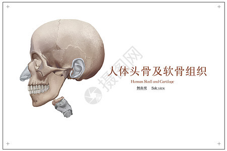 人体头骨及软骨组织医疗插画图片