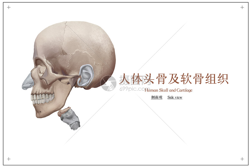 人体头骨及软骨组织医疗插画图片