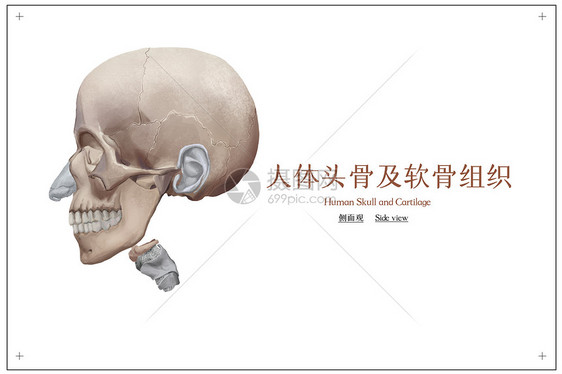 人体头骨及软骨组织医疗插画图片