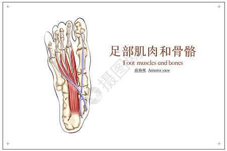 人体骨骼及肌肉医疗插画图片