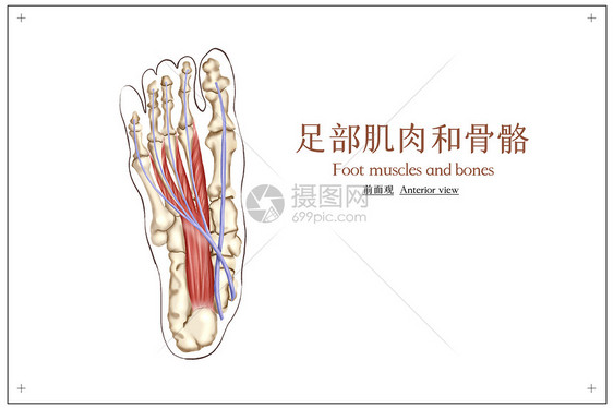 人体骨骼及肌肉医疗插画图片