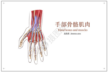 手部骨骼医疗插画背景图片