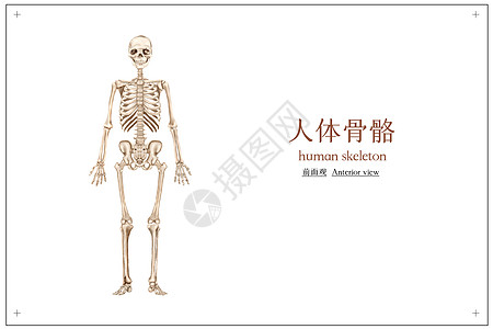 人体骨图片 人体骨素材 人体骨高清图片 摄图网图片下载