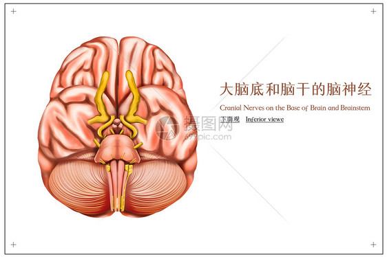 大脑底和脑干的脑神经医疗插画图片