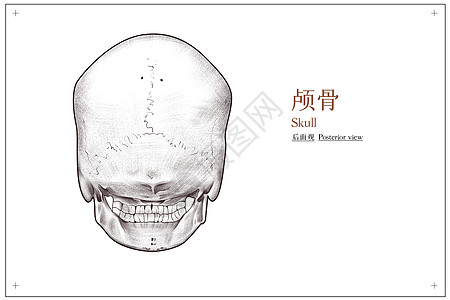 头部颅骨后面观医疗插画高清图片