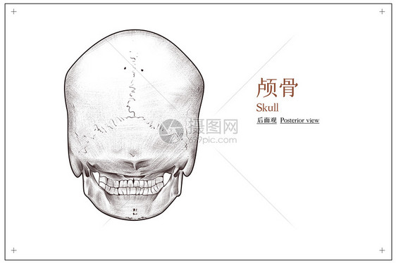 头部颅骨后面观医疗插画图片