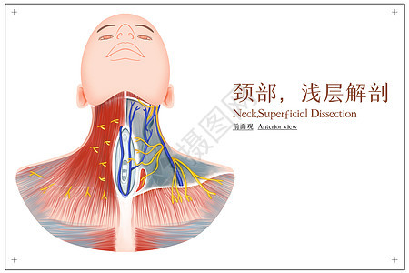 颈部浅层解剖前面观医疗插画背景图片
