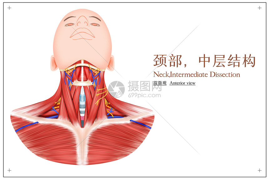 颈部中层结构前面观医疗插画图片