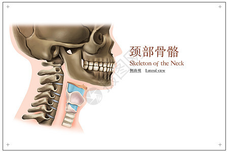 颈部骨骼侧面观医疗插画图片