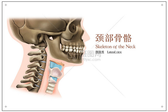 颈部骨骼侧面观医疗插画图片