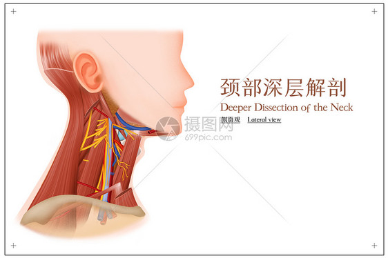 颈部深层解剖侧面观医疗插画图片