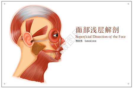 面部浅层解剖侧面观医疗插画图片