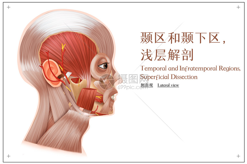 颞区和颞下区浅层解剖侧面观插画图片下载-正版图片401789343-摄图网