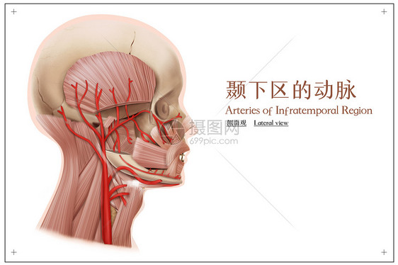 颞下区的动脉侧面观医疗插画图片