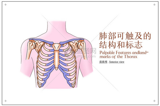 胸部可触及的结构和标志前面观医疗插画图片