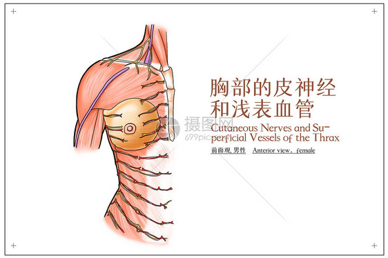 胸部的皮神经和浅表血管前面观男性医疗插画图片