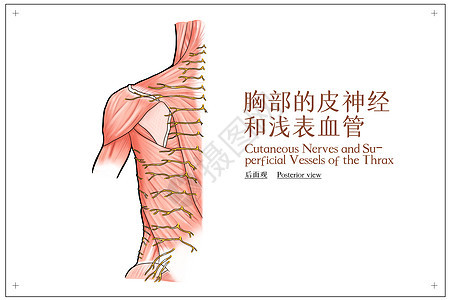 胸部的皮神经和浅表血管后面观医疗插画图片