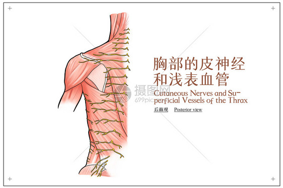 胸部的皮神经和浅表血管后面观医疗插画图片